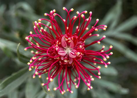 Flowers, tomatos, strawberrys and more. Growing Grevilleas (Plant Varieties) - Academy for ...