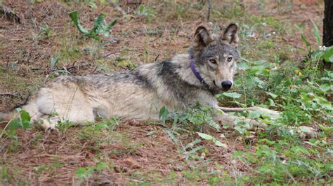 Biden Stands By Decision To Lift Protections For Gray Wolves Npr
