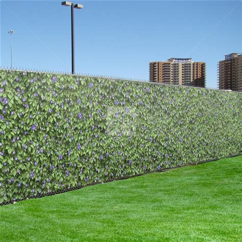 His morning glory continually makes its way into our garden is there an effective way to kill the morning glory as it tends to overrun and choke all ditto i planted a packet of morning glories last year to cover a fence for privacy. Morning Glory Flower Hedge Designer Scenic Fence Screen