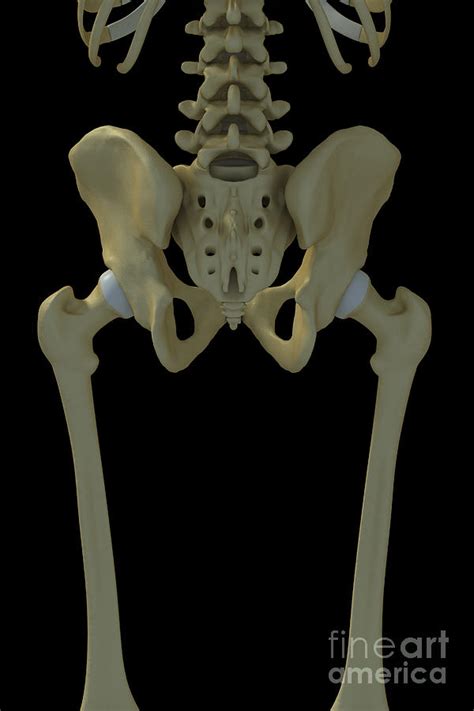 Bones Of The Pelvis And Lower Back Photograph By Science Picture Co