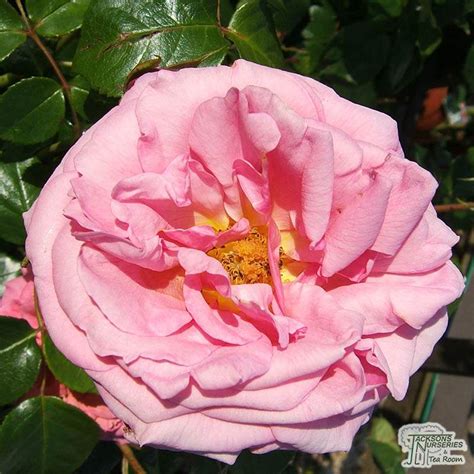 Buy Rosa Aloha Climbing Rose In The Uk