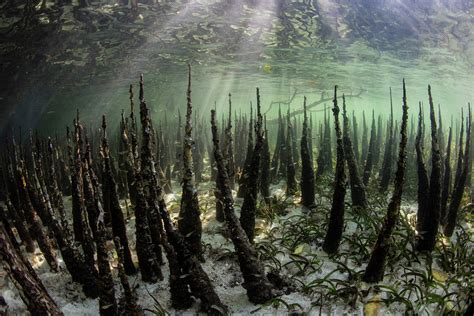 Specialized Mangrove Roots Called Photograph By Ethan Daniels Fine