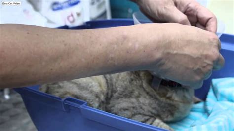 Spaying A Pregnant Cat Part 3 Handing Over Inspection Of Pale Gums Best