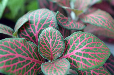 A couple of tropical houseplants with red leaves are coleus (solenostenom) and poinsettia (euphorbia). Free Images : leaf, petal, foliage, food, green, produce ...