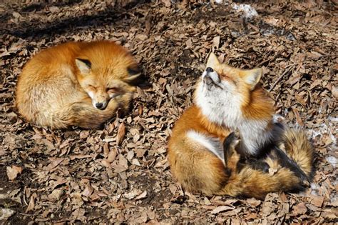The Zao Fox Park Japan What It Is And How To Get There Inspired