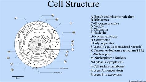 Filecell Structure Cell Diagrampng