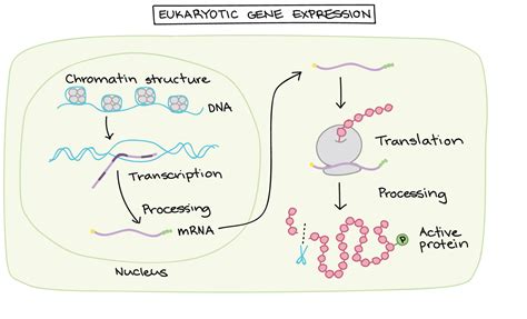 Nnhsbiology Khan Academy Gene Regulation Overview