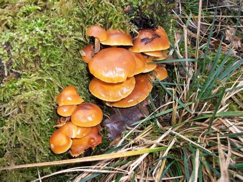 3 Edible Mushrooms That Defy Nature And Grow During Winter Off The Grid