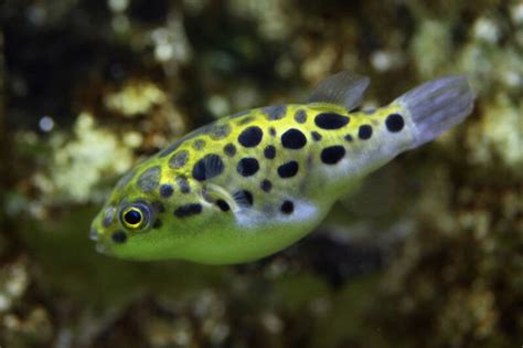 Popular Freshwater And Brackish Puffer Fish Types With Pictures