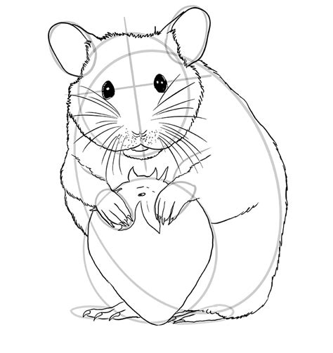 How To Draw A Hamster An Adorable Hamster Drawing Tutorial