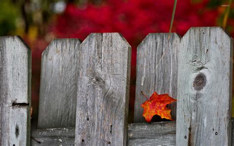 An Orange Maple Leaf Sitting On Top Of A Wooden Fence