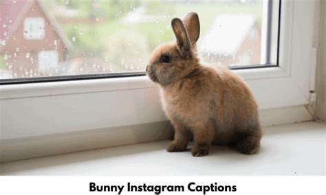 84 Bunny Instagram Captions And Quotes