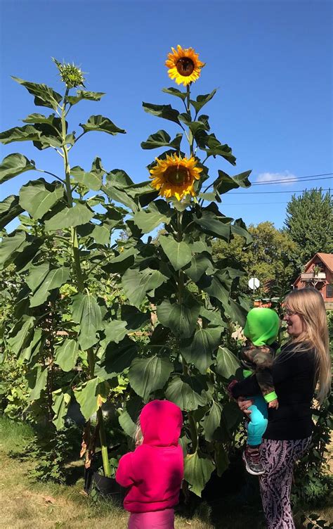 Sunzilla Sunflower Tall Giant 12 Blooms 20 Seeds Etsy