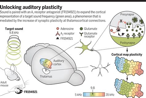 Rejuvenating Brain Plasticity Science