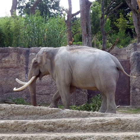 Public transport and leisure time (also for existing tickets) for zürich zoo. romantischeslandleben: Elefanten-Besuch