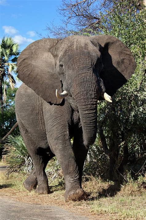 Male African Elephant Photograph By Steve Allenscience Photo Library