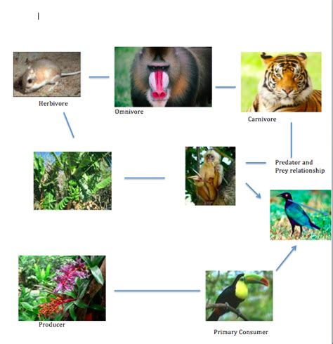 Food Chain And Food Web Tropical Rainforest