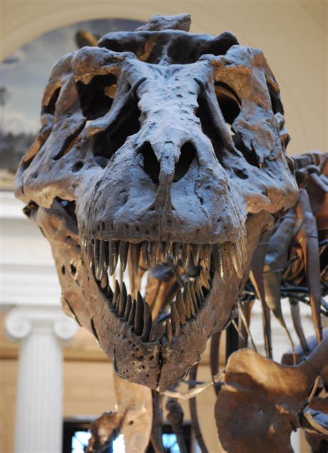 The Largest T Rex Skull Ever Found Is Full Of Holes And No One Knows