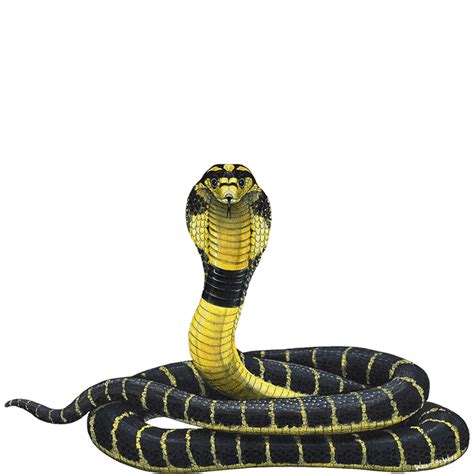 Black Mamba Snake Png