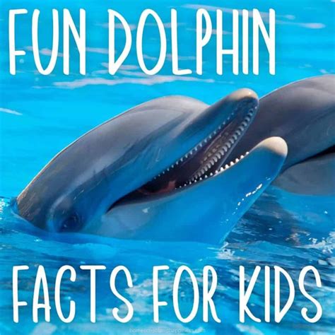 10 Dolphin Facts For Kids Free Printable Trivia Activity