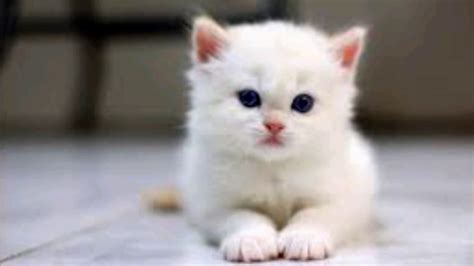 Cute White Beuty Cats Pictures Cats Pic Youtube