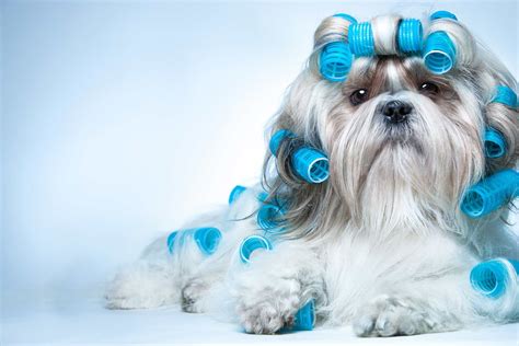 Explore nutritionally balanced wet, dry, puppy, and senior dog food. Cute Shih Tzu Puppies Names - Puppy And Pets