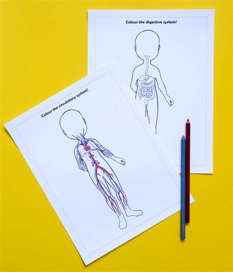 Anatomy For Kids Printable Bundle For Studying Human Body