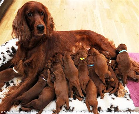 Romy The Irish Setter Gives Birth To Huge Litter Of 15 Puppies Daily