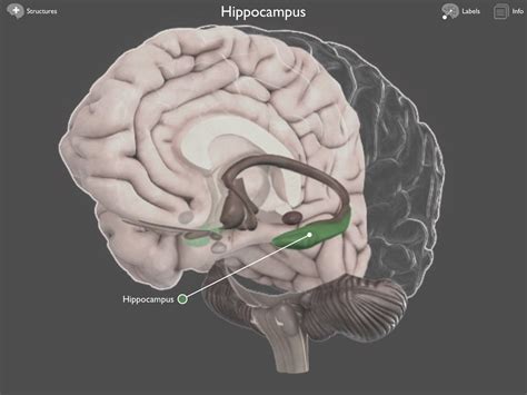 Brain Posts Brain Hippocampus Atrophy In Traumatic Brain Injury