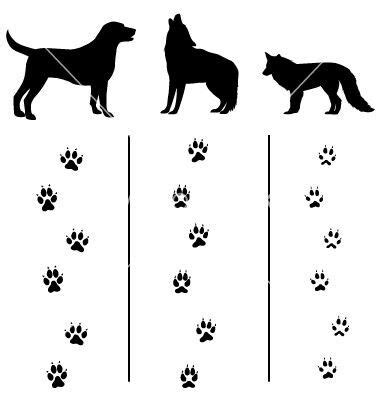 How to tell the difference between cat paw prints and dog paw prints? WOLF/COYOTE PRINTS. Difference between wolf, coyote and ...