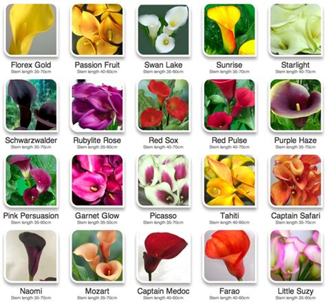 Color Guide To Calla Lilies Flirty Fleurs The Florist Blog