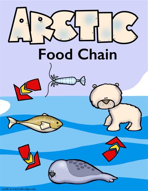 Let S Study The Arctic Food Chain Only Passionate Curiosity