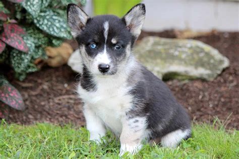 The Corgi Husky Mix All About The Cutest Mix Of Breeds
