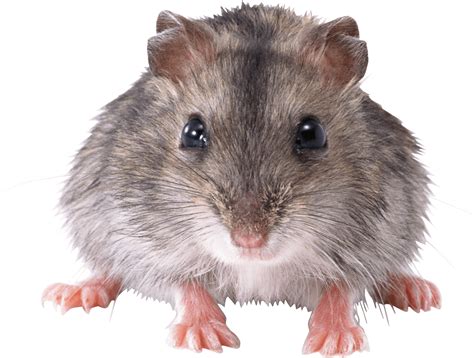 Png Transparent Hamster Clipart Charming Ideas Hamster Clipart