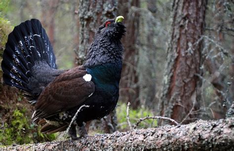 Scottish Wildlife Animal Species Situated In Scotland Arbtech