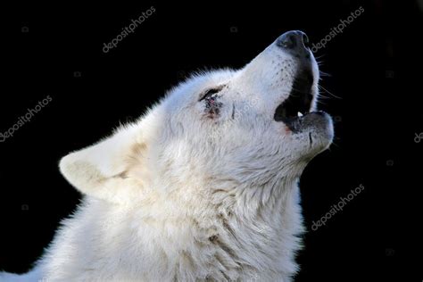 Howling White Wolf — Stock Photo © Ebfoto 107662618