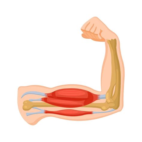 Músculo Del Brazo Humano Bíceps Y Tríceps Fisiología Ilustración