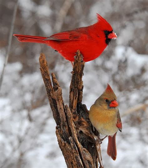 Most Beautiful Bird In The World Cardinal Myrokan