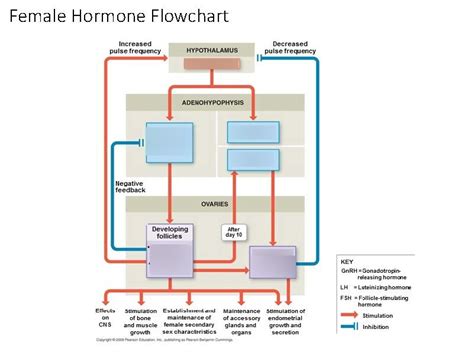 Female Hormone Flow Chart In Reproductive System Diagram Quizlet
