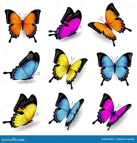 Vector Color Butterfly Illustrations Stock Vector Illustration Of