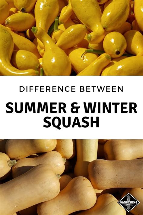 Whats The Difference Between Summer And Winter Squash Anyway