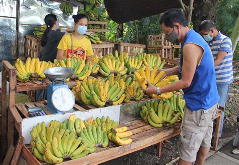 Fresh Bananas Photos Philippine News Agency