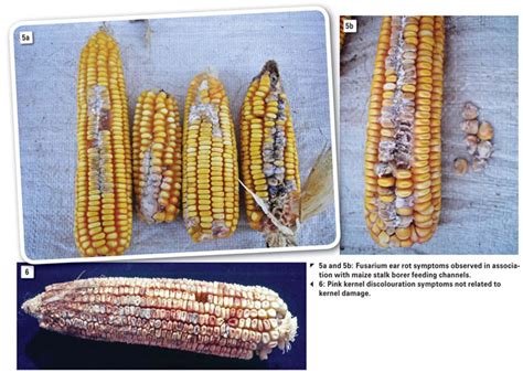 A Look At The Most Important Ear Rots In Maize Production