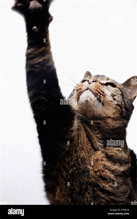 Tabby Cat Reaching Up With Paw Stock Photo Alamy