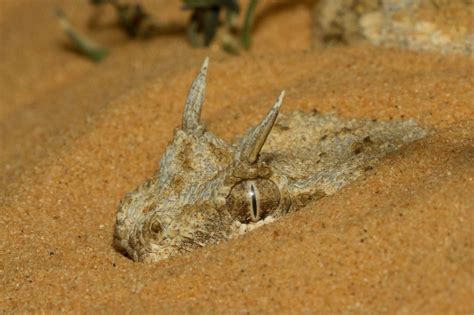 Pogosticks “saharan Horned Or Horned Desert Viper Cerastes Cerastes