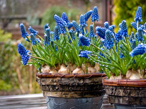 How To Grow And Care For Grape Hyacinths