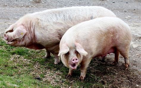 Revealed Key Facts About Britains Fattest Pigs Boris And Marjorie