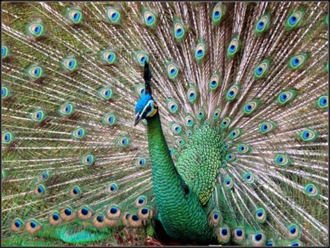 The Amazing Peacock Facts And Photos Hubpages