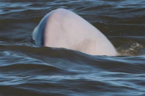 Benny The Beluga Thames Whale May Have Been There Since July London Evening Standard