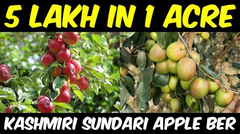 Apple Ber Farming Kashmiri Sundary Apple Ber Ki Kheti Apple Ber Cultivation In India Youtube